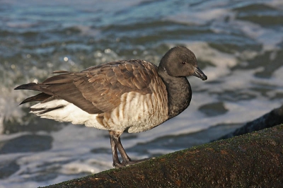 Ik zie dat ik een (m.i.) betere foto van de rotgans heb, dus bij dezen. Overigens had ik de indruk dat het een juveniel was (zou dat kunnen?). Het dier liet zich ook erg goed benaderen. Misschien ziek of uitgeput.