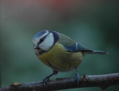 Pimpelmezen genoeg, ff poseren ho maar. Niet zo gek eigenlijk dat er ruim 2000 van die bolle buizerds en nog geen 1000 van deze pientere pimpelmezen op BP staan
en met een 300 mmtjertje valt het zeker nog niet mee.