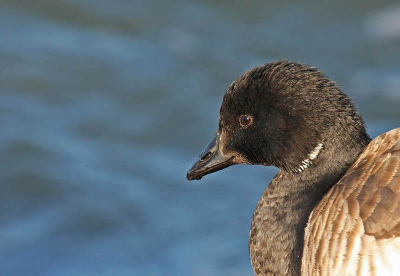 En nog eenmaal, maar nu met de juiste naam, het lid van de familie Rotgans. In detail.