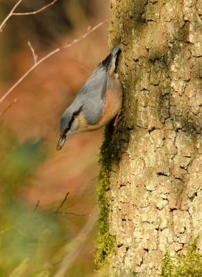 Ik had deze boomklever graag nog wat dichterbij willen hebben maar dat lukte helaas niet. Ik vind de achtergrond wel aardig matchen met de vogel.Hier heeft hij/zij wat lekkers uit de boom gehaald, ik zou niet weten wat het is. Iemand een idee?