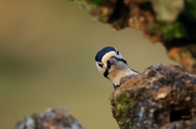 Vandaag een groot deel van de dag schuilgezeten in het bos. Deze Grote bonte specht speelde het spelletje mee!