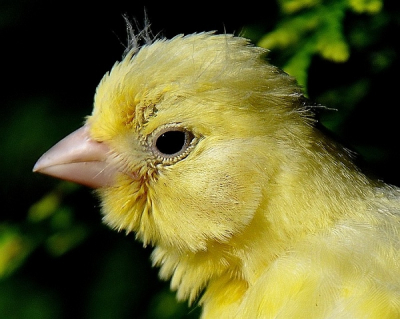 Deze vogel is eind nov. in onze buitenvoliere geboren,best bijzonder maar ondanks de kou van de laatst tijd heeft deze vogel het wel overleefd, op de foto is hij een paar weken oud.