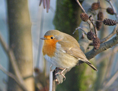 Het was heerlijk foto weer koud met een zonnetje en deze roodborst zat heerlijk te genieten in de zon.