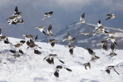 Groepje Sneeuwvinken tegen gekomen op 2200 meter hoogte in de Franse Alpen.