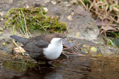 Vanochtend vroeg op om in mijn favoriete gebied foto's te maken. Helaas bleef de wolking een beetje hangen en is het lastig foto's maken.
Maar niet als je de waterspreeuw tegen kom!
Wat een fotomodel!
De diverse fotografen leken hem niet te deren en hij was met een beetje geduld prima te benaderen...