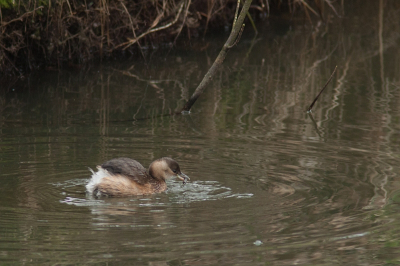 Wat een grappig vogeltje is dit.
Kwam deze op de terugweg tegen bij het bruggetje van de oranjekom