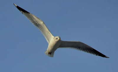 Deze foto bij ons achter genomen toen we deze prachtige vogels brood gaven.