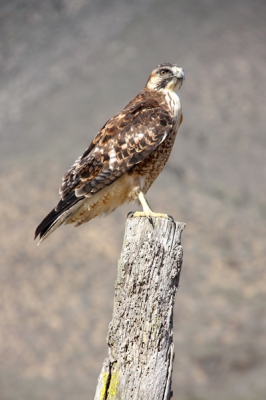 Onderweg van Tongoy naar Fray Jorge National Park kwam ik deze Woestijnbuizerd tegen. In Chili wordt hij Peuco genoemd.
Foto genomen vanuit de auto.