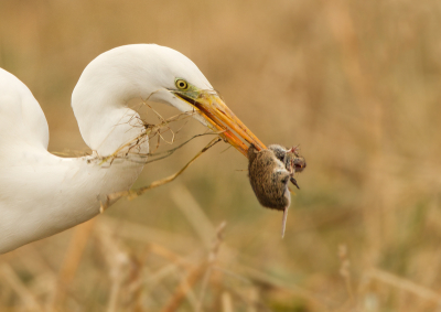 Hier een portretje van deze killer! Met name de uitdrukking van de onfortuinlijke muis vind ik hier "mooi". Was nog in staat om zo ver te croppen om dat de reiger zeer dichtbij was.