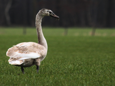 Ik ging maar eens een rondje rijden om mijn nieuwe aankopen te testen. In een weiland zag ik een groep vogels lekker rondgrazen.