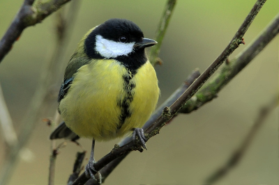 Ik ben deze maand overgeschakeld van compactcamera naar DSLR, en nu in mijn tuin aan het oefenen met het fotograferen van vogels. Veel koolmezen in mijn tuin, deze staat er wel mooi op vind ik zelf. Feedback/adviezen zijn welkom! :)