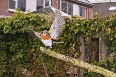 Onder andere n.a.v. de foto's van Marcel van Kammen heb ik ook met groothoek lens en flits geprobeerd foto's te maken.
Hierbij 1 van de eerste resultaten. Niet goed maar toch het begin is er. Helaas lieten de vogels mij wat in de steek en vooral zondag 30 jan. was er geen vogel te zien. Het weer werd ook steeds mistiger.