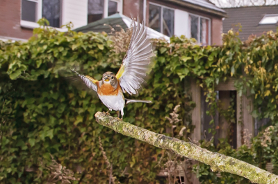 Onder andere n.a.v. de foto's van Marcel van Kammen heb ik ook met groothoek lens en flits geprobeerd foto's te maken.
Hierbij 1 van de eerste resultaten. Niet goed maar toch het begin is er. Helaas lieten de vogels mij wat in de steek en vooral zondag 30 jan. was er geen vogel te zien. Het weer werd ook steeds mistiger.