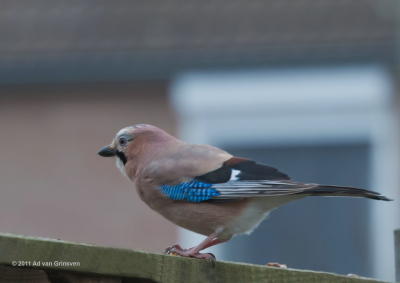 Achter in onze tuin gefotografeerd vanmiddag.
Het weer was beweolkt en somber, hij was op zoek naar voedsel.