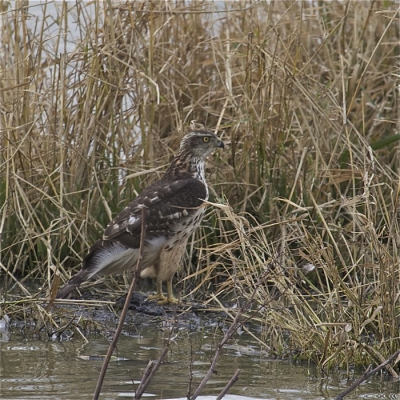 deze havik ruste uit in het riet na een jachtpartij.