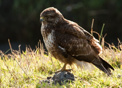 Eindelijk dan maar weer eens een foto plaatsen die volgens mij de moeite is voor BP.
Op een middag genomen langs de weg met tegen licht zat deze buizerd te kijken naar een kadaver van een platgereden haas, heb gelukkig een hele serie kunnen maken en hij/zij bleef netjes zitten, terwijl ik met de auto op nog geen 6 meter van hem af stond