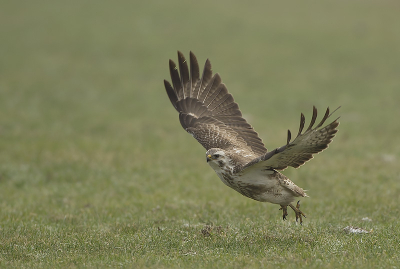 De buizerd was net klaar met een klein maaltje toe hij pas in de gaten had dat ik hem observeerde.
heb ze wel schuwer meegemaakt.
vond het wel de moeite waard.