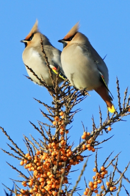 Op zondag 30 januari was het even lente op Schiermonnikoog. De zon scheen, de vogels floten, de lucht was strak blauw, en een groepje van 6 pestvogels vermaakte zich prima op een duindoornstruik. Ze lieten zich tot minder dan 5m. benaderen, en daar maakte ik graag gebruik van.