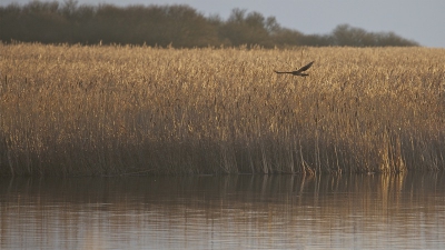 deze keer eens een ander beeld van de blauwe kiekendief op de rand van droog en nat.