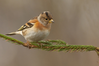 De kepen waren weer volop aanwezig in mijn tuin. Deze man kunnen vastleggen naar tevredenheid!