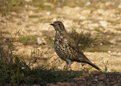 Afgelopen zondag zagen we voor het eerst twee grote lijsters vlak bij ons huis. Heel schuwe vogels dus we lieten het raam dicht om ze niet te storen. Vandaag waren ze er weer, feest! Het raam was open en heel behoedzaam wat fotos gemaakt.