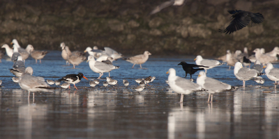 Lastig om zo'n eet feestje op het strand vast te leggen. Je zit altijd met onscherpe vogels (kortere lens meenemen dus)