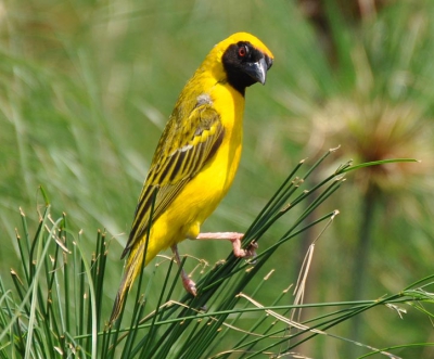 Deze foto vorig jaar gemaakt tijdens onze reis naar Zuid Afrika het blijven prachtige vogels