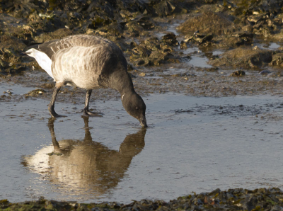 Afgelopen weekend bij de brouwersdam geweest, en een groot aantal vogelfoto's gemaakt. Waaronder deze witbuikrotgans, waarvan ik de reflectie erg mooi vond.

Wat mij betreft een prima plek voor vogelfotografie, maar daar waren jullie ongetwijfeld ook al achter :-)