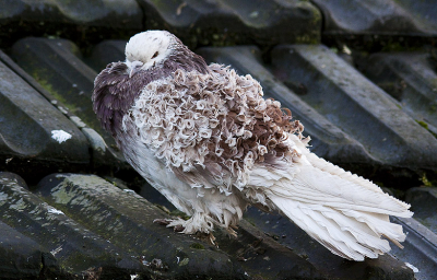 op een dak van een oude boerderij in het dorp beuningen kwam ik deze voor mij bijzondere duiven tegen. ik had ze nog niet eerder gezien en wil ze graag delen.