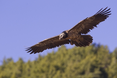 Lammergier 4de jaars zoekt prooi. Met veel geduld wachten en opeens komt hij aangevlogen .... indrukwekkende dieren!