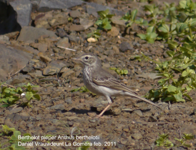 Endemische pieper op La Gomera gemaakt tijdens een speurtocht naar de endemische soorten op de Canarische eilanden