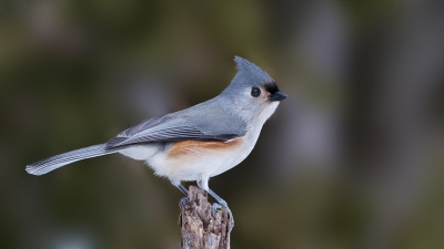 Sinds lange tijd eindelijk weer wat aan de vogelfotografie kunnen doen. Vandaag voor het eerst m'n rijstzak uitgeprobeerd, en dat beviel me goed! 

Een van mijn favoriete vogels was weer actief in de tuin. Vanuit het raam, lens steunend op de rijstzak.
