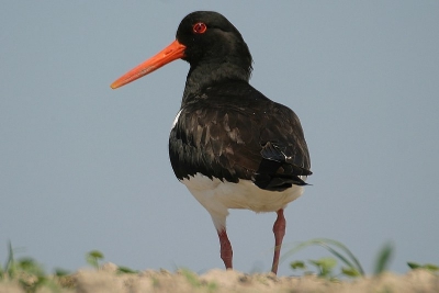 Deze foto gemaakt afgelopen zomer, deze vogel bleef rustig staan.