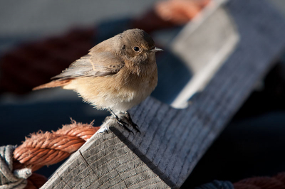 Deze foto is aan boord van een schip gemaakt. Het vogeltje was 40km uit de Zweedse kust aan boord gekomen en was zo vermoeid dat het aan boord is gebleven. Toen de Finse kust na een week in zicht kwam is ze van boord gevlogen.