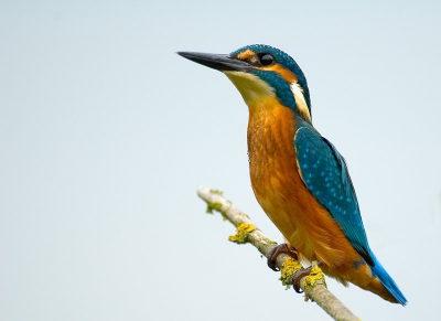 Een van mijn eerste foto's met mijn nieuwe camera en lens.
Ik sta open voor opbouwende kritiek.
Ik ben er erg blij mee.