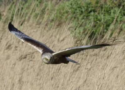 De kiekendief komt de buizerd weer aflossen in nederland, gemaakt nabij natuurgebied bruintjeskreek