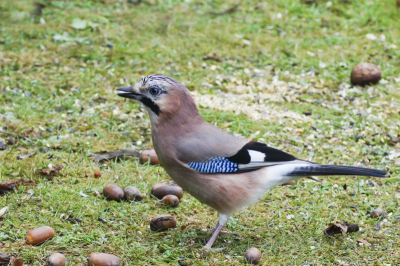Foto gemakt bij mij in de tuin. hij had wel moeite met de gladde eikels, omdat hij ze mee wou nemen klemde hij ze stevig vast maar af en toe schoten ze uit z'n bek.