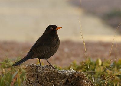 Wij zijn echt gelukvogels! In de 5 jaar dat we hier wonen geen merel gezien tot dit najaar. Aanvankelijk liet hij zich maar heel af en toe zien... goed opletten.. onder de oleanderstruiken. Nu komt hij iedere dag vlak voor zonsondergang een bad nemen en s morgens om 7.27 uur wekt hij ons met aangenaam merelgezang! Deze foto genomen vlak voor hij zijn bad ging nemen in het late zonlicht.