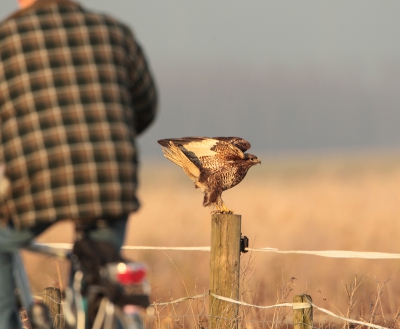 Toen de fietser passeerde maakte de Buizerd zich klaar om af te zetten.

Groet Andr