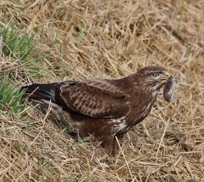 Deze Buizerd zat met de harde wind in de slootkant op zijn gemak muizen te vangen.