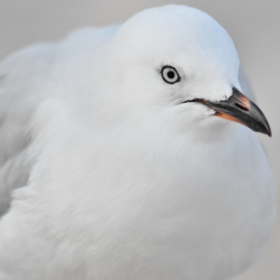Portret van een Roodsnavelmeeuw van vorig jaar maart genomen in Hahei, New Zealand. Enkel vierkante uitsnede gemaakt en verscherpt. Geen cameraschuwe soort -)