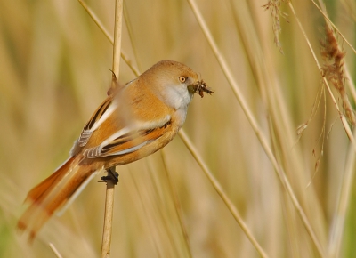 dit rietveld in de achterhaven van Zeebrugge WAS n van de weinige plaatsen waar je hier deze mooie vogels kon aantreffen...ook de roerdomp kon je er vaak horen hompen...allemaal lekker uitgegraven ter uitbreiding van de haven...