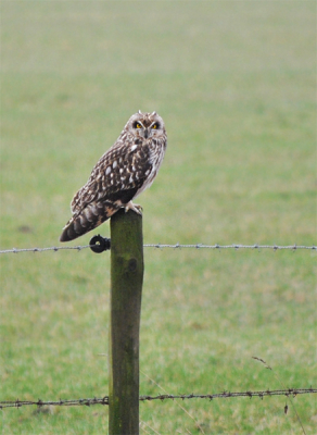 Vandaag met Emiel in de auto op zoek naar wat mooie vogels. Het was vandaag echt raak, het was mijn eerste keer dat ik een uil in het wild zag en dan gelijk een Velduil op de foto kunnen vastleggen met m'n 200mm is natuurlijk geweldig :D.