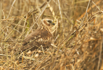 Ik had het geluk dat er een kiek vlak voor me landde! Wel jammer dat er zoveel takjes en dergelijke voorzat, maar zo zie je wel goed de camouflage die deze vogels eigenlijk hebben. Heb ze nog niet veel op de grond gefotografeerd gezien dus bij deze...!