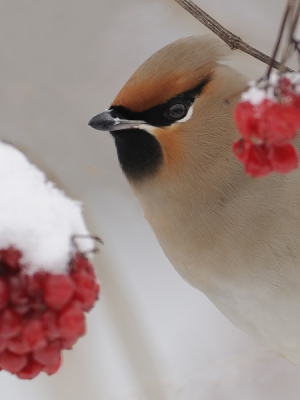 Het is al weer een tijdje geleden dat het echt winter was in Nederland. De sneeuw en de vogels uit noordelijker streken leverden mooie beelden op