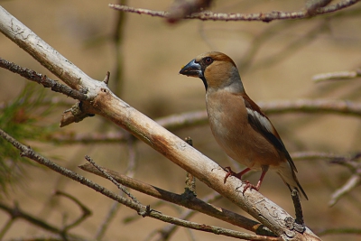 Appelvink, ik vind dit zelf n van de mooiste vogels van ons land. Gemaakt in een stuifzandgebied.