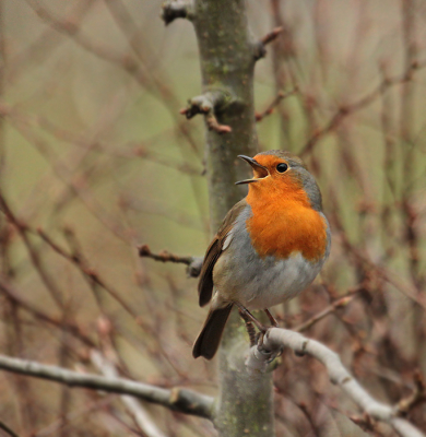 Sinds een dag of 3 zingt "ons"roodborstje in de tuin ons het voorjaar toe.
Waar ik ook sta,zoekt hij me op en zingt het hoogste lied.
Een prachtig geluid!