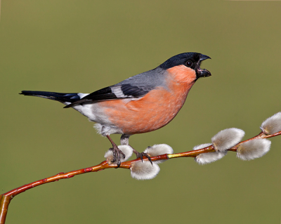 Taken from hide set up hade about 8 coming in at one time and fighting of orther birds