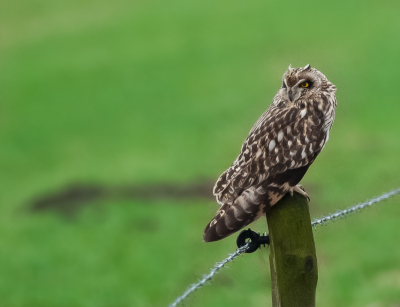 Hier nog een foto van mijn eerste ontmoeting met dit prachtige beest! In dit geval zou de regel echter zijn: more mm is better :wink: Ik had namelijk in totaal 450mm  (300x1,5), en hij zat op 20meter afstand. Voor een niet voorbereide ontmoeting met een velduil, is dat nog best dichtbij volgens mij.  Bij mijn vorige velduil foto, zag ik dat de compositie, en de uitsnede niet bepaalt in de smaak viel.  Ik heb een stuk van de onderkant van de paal weggehaald. De vogel heb ik aan beide kanten meer ruimte gegeven.
Op deze foto kan je ook goed zien hoe het paaltje afgeschaafd is. Ik heb de foto ook iets minder ontruisd, zodat de vogel iets minder glad oogt. Hopelijk heb ik de tips goed opgevolgd. Ik ben erg benieuwd of jullie dit  een verbetering vinden.