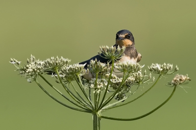 Deze jonge zwaluw wilde op een hek landen ,naast zijn broertjes en zusjes, waar ze steeds gevoerd werden maar de landing ging een beetje mis :) Ik had nog nooit een zwaluw in een bloem zien zitten en vond het er erg mooi en grappig uit zien